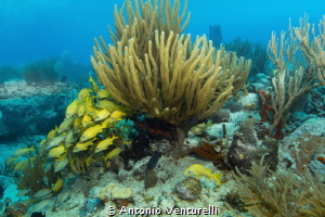 school of blue striped grunts on protected reef near Play... by Antonio Venturelli 